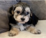 Small Photo #3 Maltipoo Puppy For Sale in SANTA MARIA, CA, USA