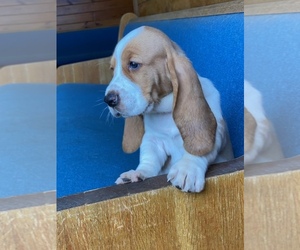 Basset Hound Puppy for sale in TAMPA, FL, USA