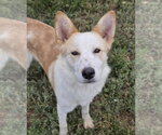 Small #2 Collie-Labrador Retriever Mix