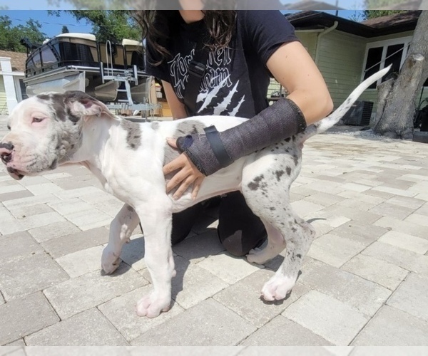 Medium Photo #3 Great Dane Puppy For Sale in SAINT PETERSBURG, FL, USA