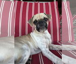Small #1 Pug