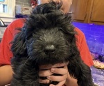 Small #2 Aussiedoodle-Labradoodle Mix