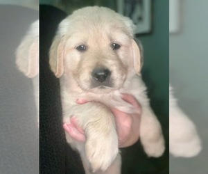 Golden Retriever Puppy for sale in CRESCO, PA, USA