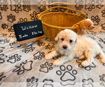 Puppy 4 Poochon