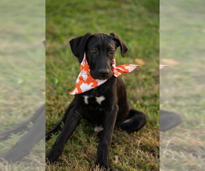 Great Dane Dogs for adoption in Mooresville, NC, USA