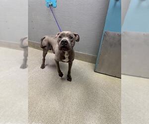 Mutt Dogs for adoption in Las Vegas, NV, USA