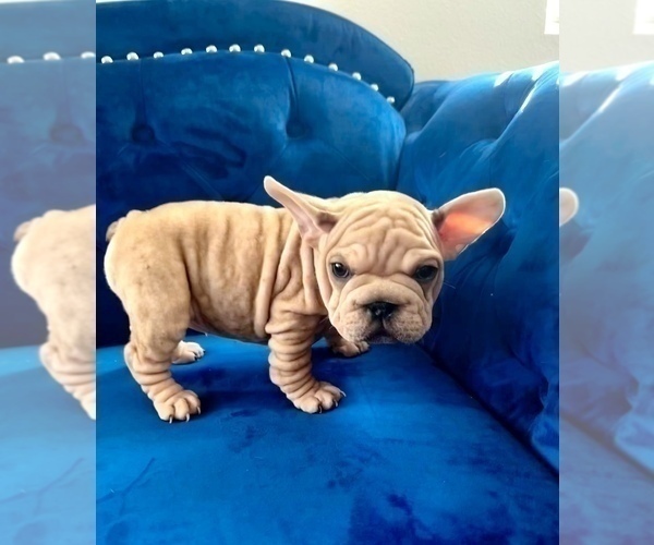 Medium Photo #21 French Bulldog Puppy For Sale in DENVER, CO, USA