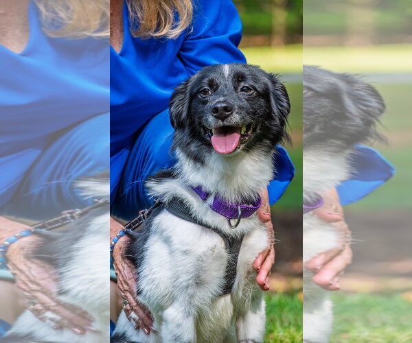 Medium Photo #6 Colonial Cocker Spaniel-Unknown Mix Puppy For Sale in Arlington, VA, USA