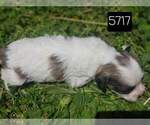 Small Photo #7 Shih Tzu Puppy For Sale in MOUNTAIN GROVE, MO, USA