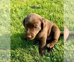 Puppy Yellow Labrador Retriever