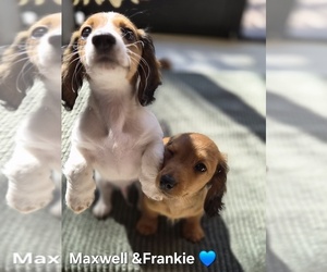 Dachshund Litter for sale in SAINT CLOUD, FL, USA