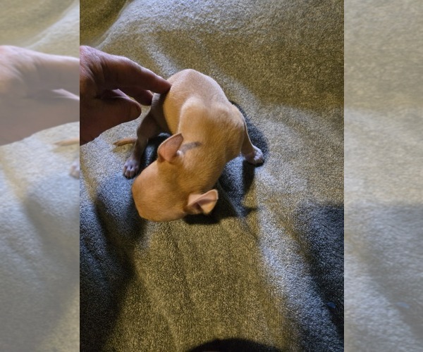 Medium Photo #7 Taco Terrier Puppy For Sale in NANJEMOY, MD, USA