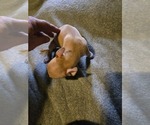 Small #6 Taco Terrier
