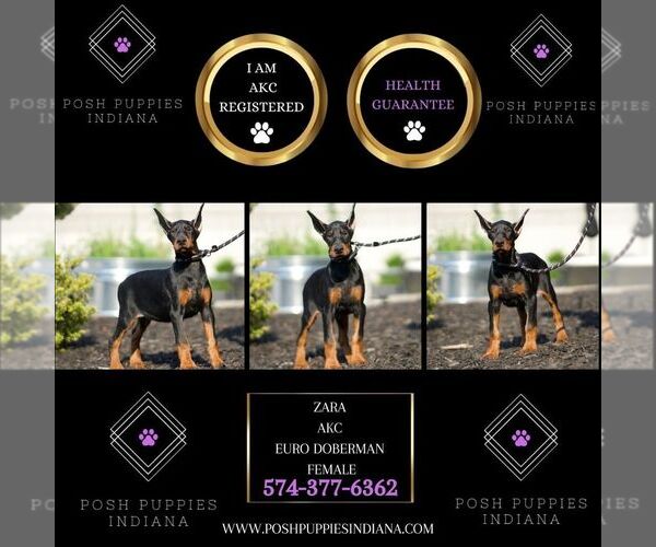 Medium Photo #22 Doberman Pinscher Puppy For Sale in WARSAW, IN, USA