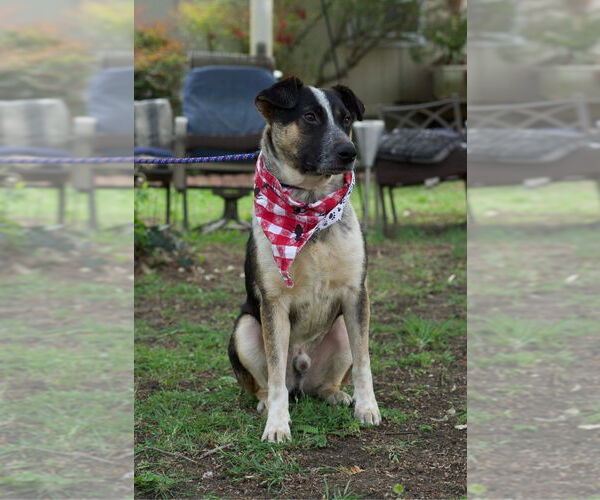 Medium Photo #4 Mutt Puppy For Sale in Brewster, NY, USA