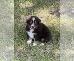 Puppy 5 Australian Shepherd