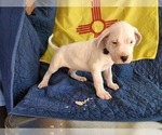 Puppy 6 Dogo Argentino