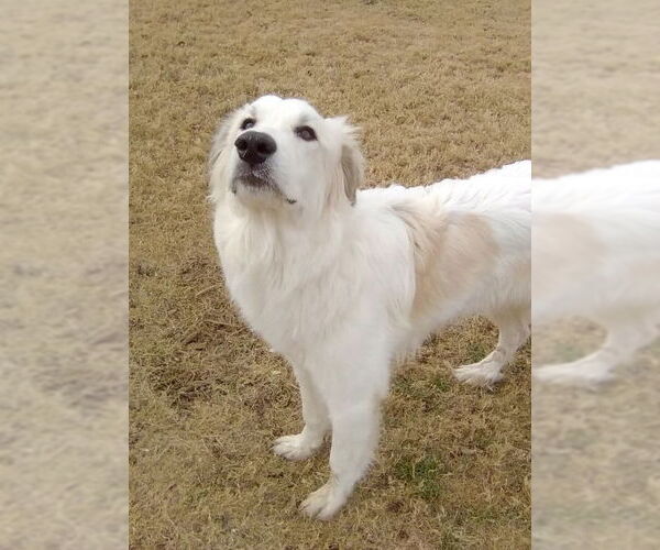 Medium Photo #2 Great Pyrenees Puppy For Sale in Spring, TX, USA