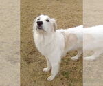 Small #1 Great Pyrenees