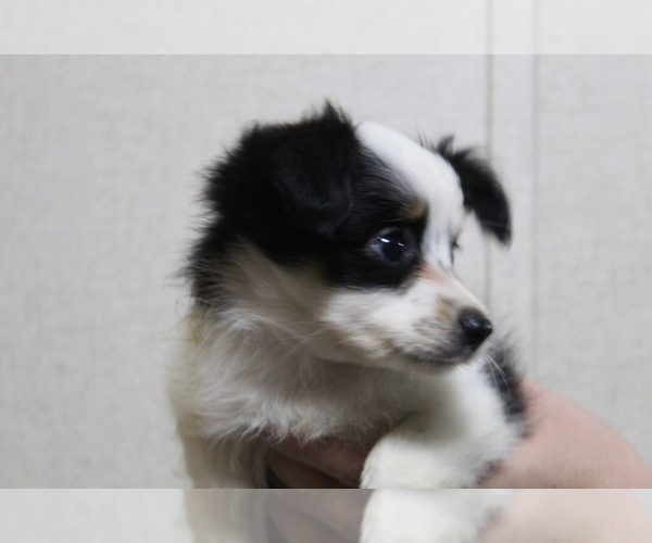 Medium Photo #2 Australian Shepherd-Poodle (Toy) Mix Puppy For Sale in SPENCER, TN, USA