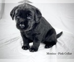 Small Photo #1 Labrador Retriever Puppy For Sale in ACWORTH, GA, USA