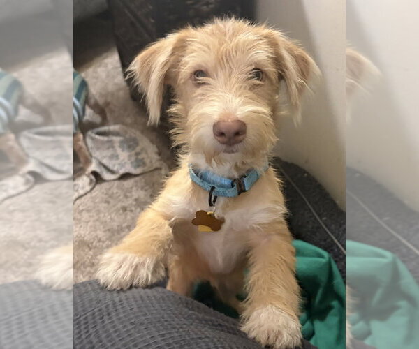 Medium Photo #1 Mutt Puppy For Sale in Andover, MN, USA