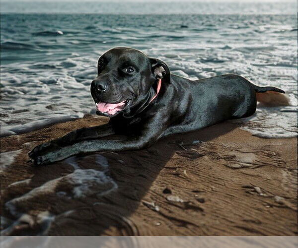 Medium Photo #2 Labrador Retriever-Unknown Mix Puppy For Sale in Ocala, FL, USA