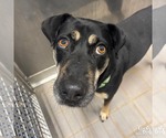 Small #3 Labrador Retriever Mix