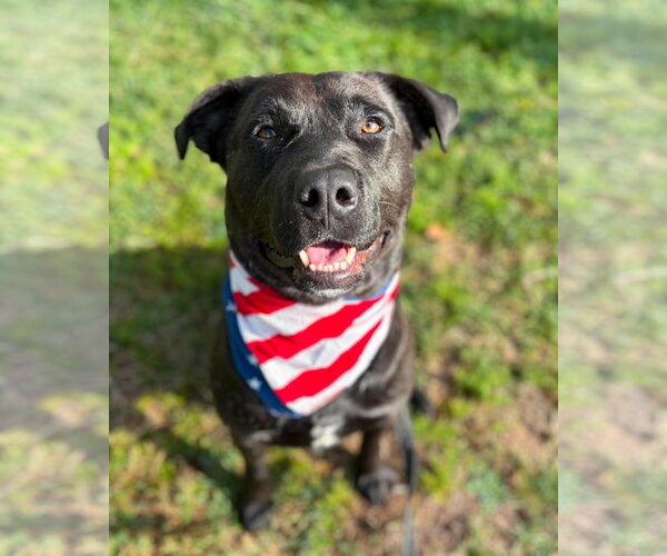 Medium Photo #2 Labrador Retriever-Unknown Mix Puppy For Sale in San Diego, CA, USA