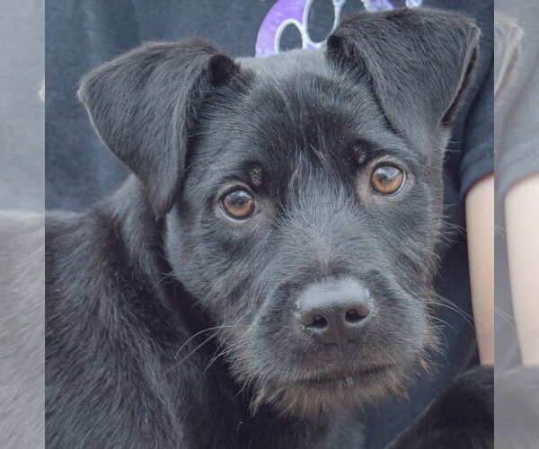 Medium Photo #2 Labrador Retriever-Unknown Mix Puppy For Sale in Huntley, IL, USA