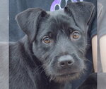 Small #1 Labrador Retriever Mix