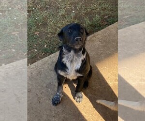 Texas Heeler Puppy for Sale in DENTON, Texas USA
