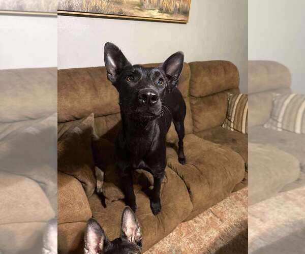 Medium Photo #1 Holland Shepherd-Unknown Mix Puppy For Sale in Imlay City, MI, USA