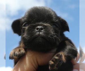 Brussels Griffon Puppy for sale in BROOKLYN, NY, USA