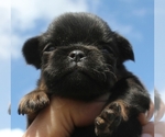 Small Brussels Griffon