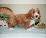 Puppy Gordon Cavapoo