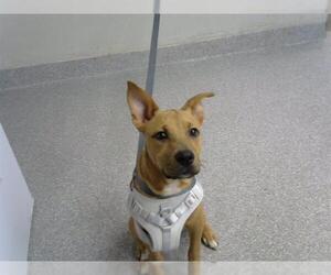 Labrador Retriever-Unknown Mix Dogs for adoption in Pasadena, TX, USA