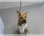 Small Labrador Retriever Mix