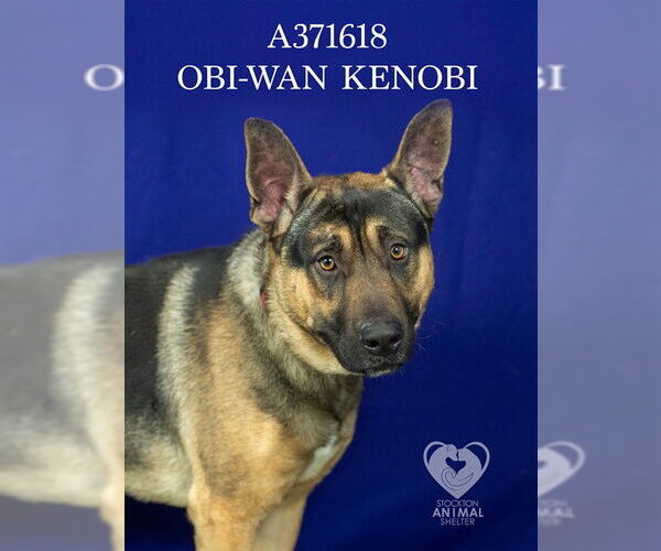 Medium Photo #2 German Shepherd Dog Puppy For Sale in Stockton, CA, USA