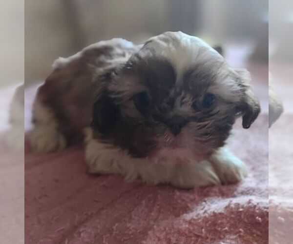 Medium Photo #1 Shih Tzu Puppy For Sale in REEDSBURG, WI, USA