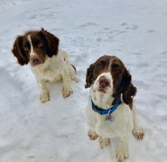 Father of the English Springer Spaniel puppies born on 04/27/2018