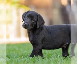 Huckleberry Finn Pup - Curtiz - Male Labrador Retriever-Unknown Mix Dog for Adoption - Photo #2