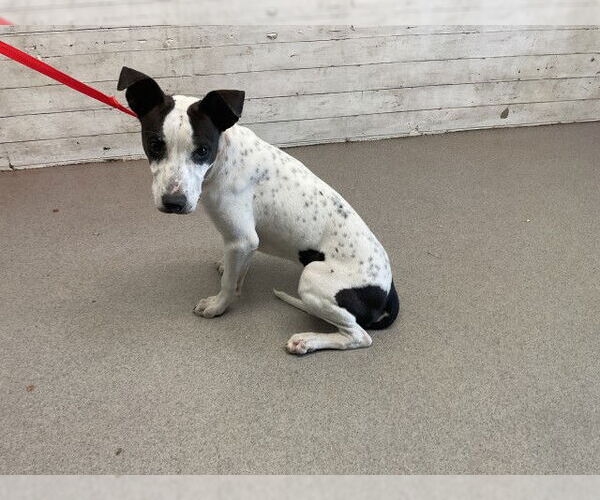 Medium Photo #1 American Pit Bull Terrier-Unknown Mix Puppy For Sale in San Bernardino, CA, USA