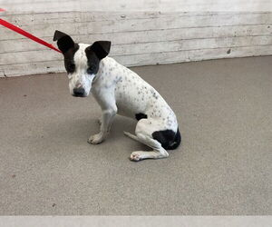 American Pit Bull Terrier-Unknown Mix Dogs for adoption in San Bernardino, CA, USA