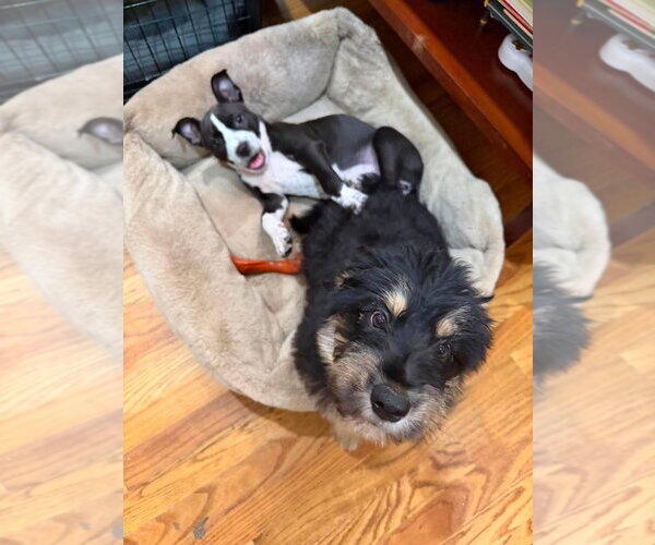 Medium Photo #3 Mutt Puppy For Sale in Wenonah, NJ, USA