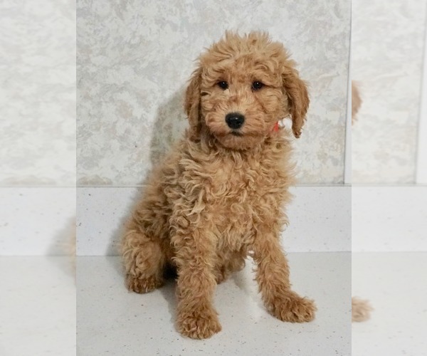 Medium Photo #2 Labradoodle-Poodle (Miniature) Mix Puppy For Sale in NAPPANEE, IN, USA