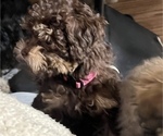 Small #13 Poodle (Toy)-ShihPoo Mix