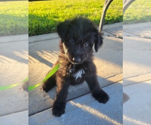 German Shepherd Dog-Goldendoodle Mix Puppy for sale in SANFORD, FL, USA