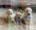 Small Photo #7 Golden Retriever Puppy For Sale in HIDDENITE, NC, USA