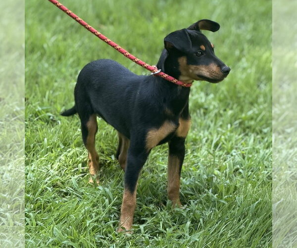 Medium Photo #3 Miniature Pinscher Puppy For Sale in Yardley, PA, USA